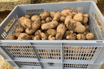 Kartoffeln aus Elbersdorf, Saison 2020
