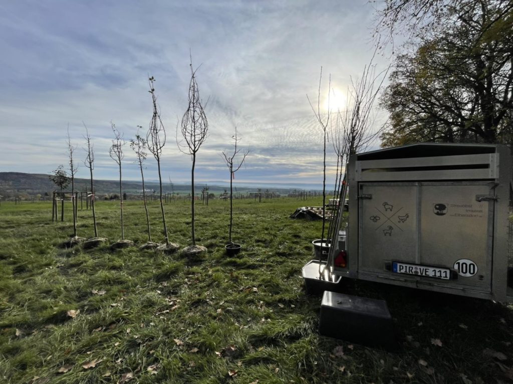 Pflanzung Hochstammobstbäume in Elbersdorf