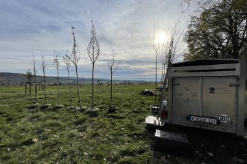 Pflanzung Hochstammobstbäume in Elbersdorf