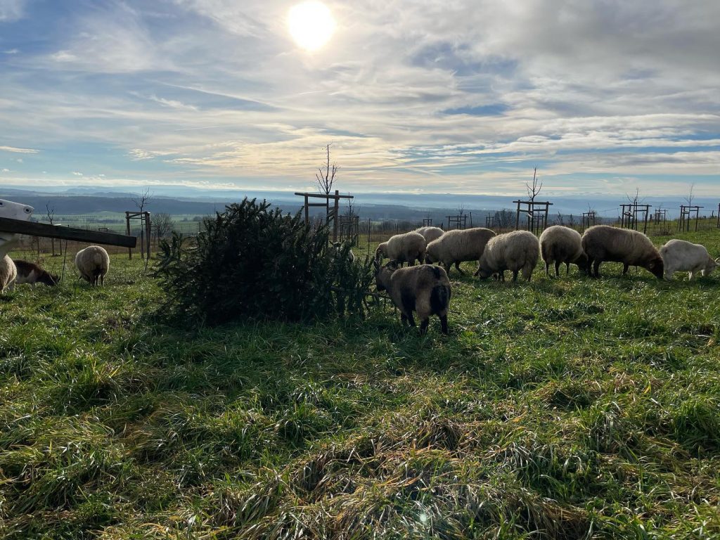 Weihnachtsbaum für unsere Schafe und Ziegen